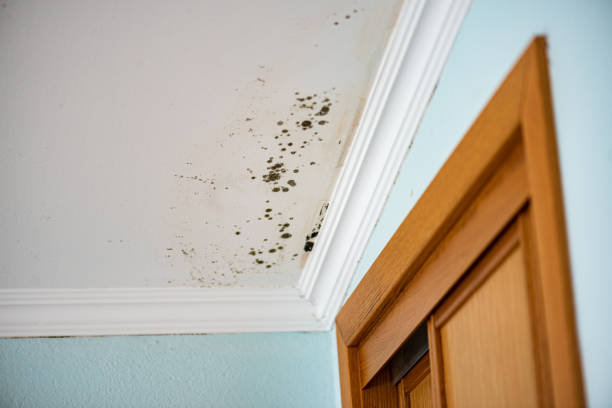 Best Commercial Mold Remediation in Richmond Heights, OH