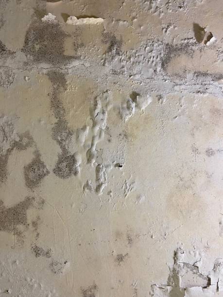 Best Residential Mold Remediation in Richmond Heights, OH
